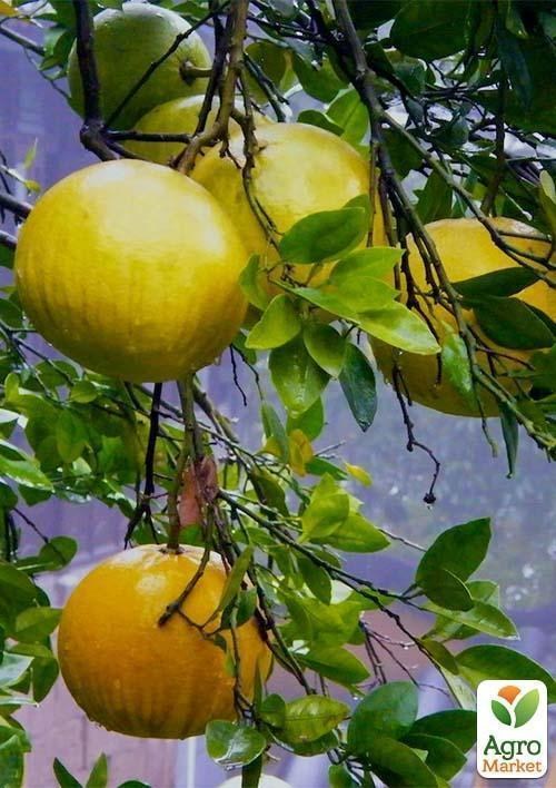 Помело (вік саджанця 2 роки) - фото 2