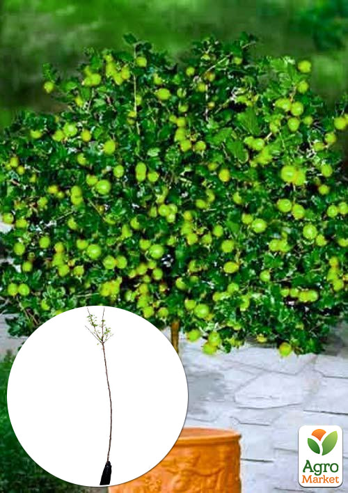 Агрус на штамбі "Інвікта" (Invicta) (середнього терміну дозрівання, великоплідний сорт)