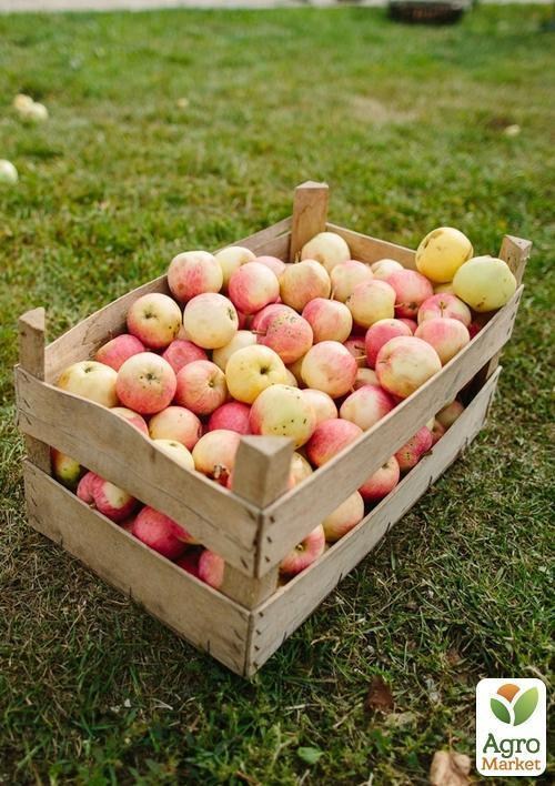 Яблоня "Голдпет"