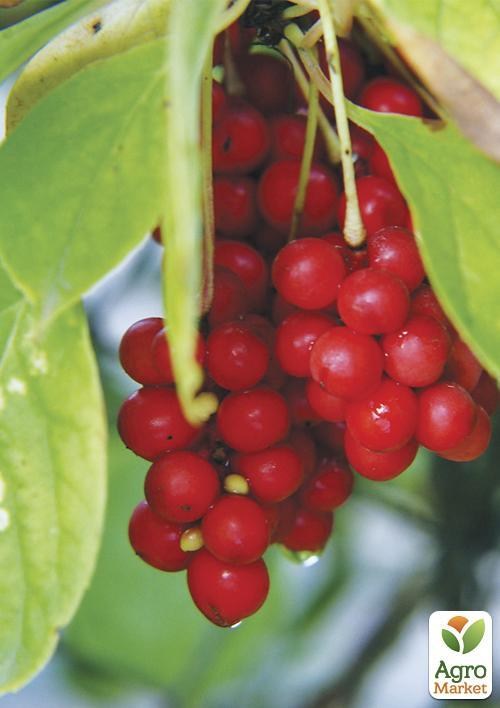 Лимонник китайский "Цинь Ман" ТМ "Vesna Exclusive" 10шт