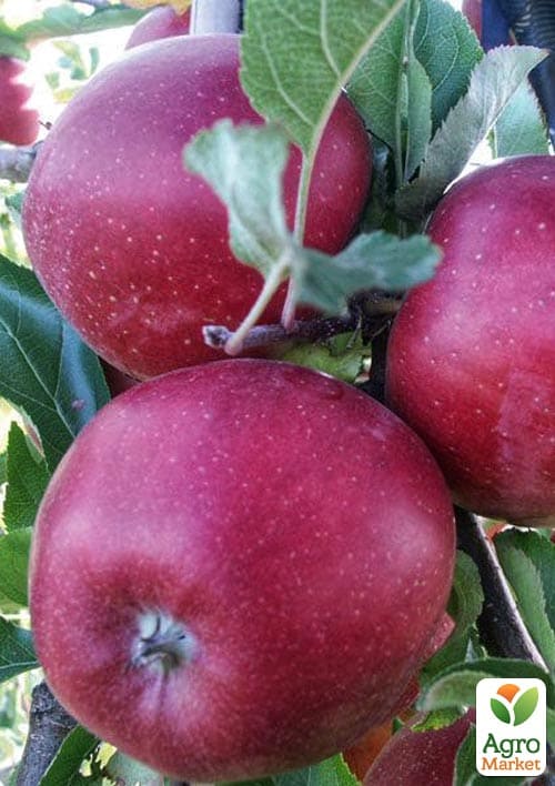 Яблоня "Элиза" (крупноплодный сорт, поздний срок созревания) - фото 4