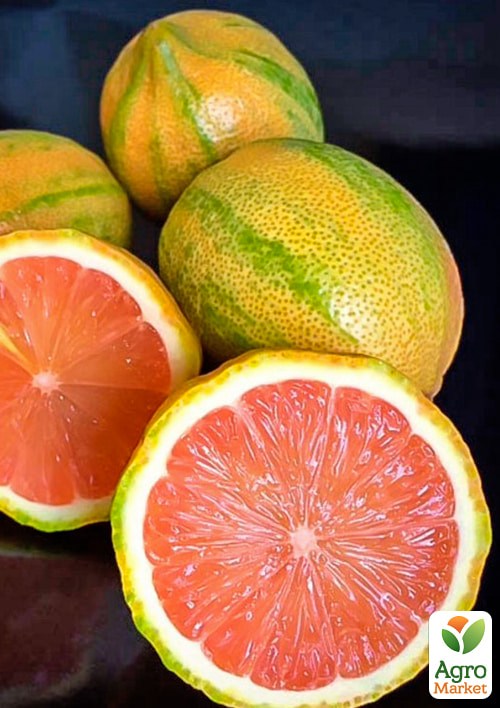 Лайм вариегатный "Tahiti Variegata" (очень сочный, ароматный плод) - фото 4