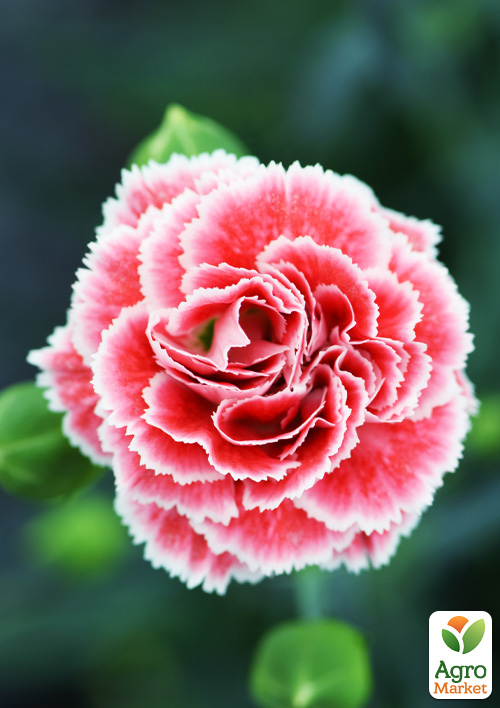 Гвоздика Махрова Scent First "Coral Rif"