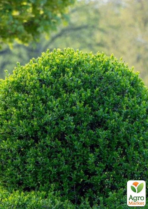Бирючина обыкновенная (Ligustrum vulgare), С2 высота 25-35см