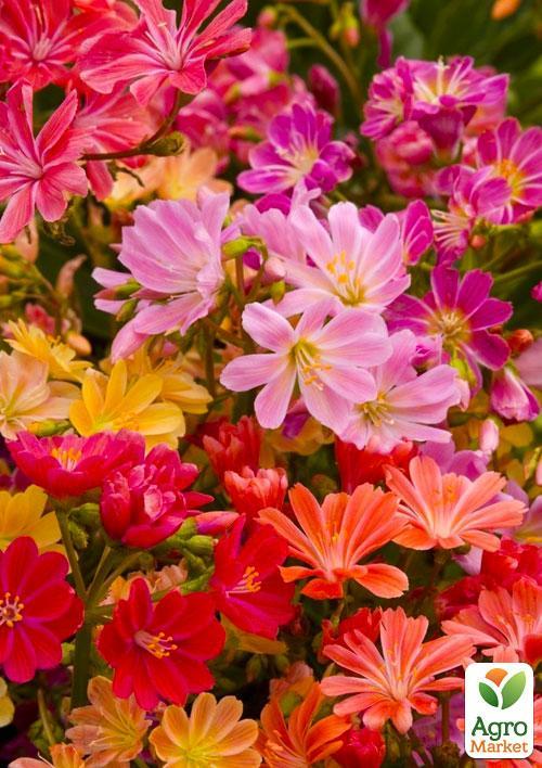 Левизия "Elise Mix"  - фото 2