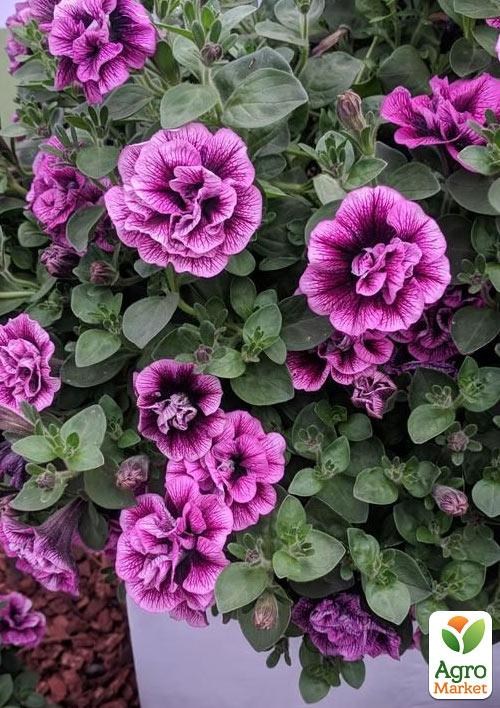 Сурфиния "Sugar Plum" (контейнер № 10, высота 10-15 см) - фото 2