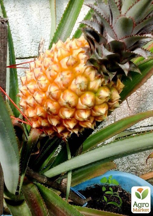 Ананас "Кайена"