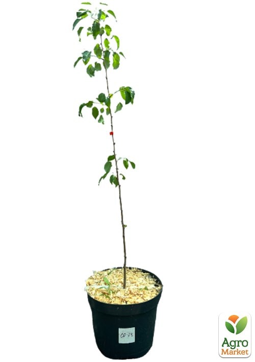 Груша "Санта Мария" укорененная в контейнере (саженец 2 года) - фото 2