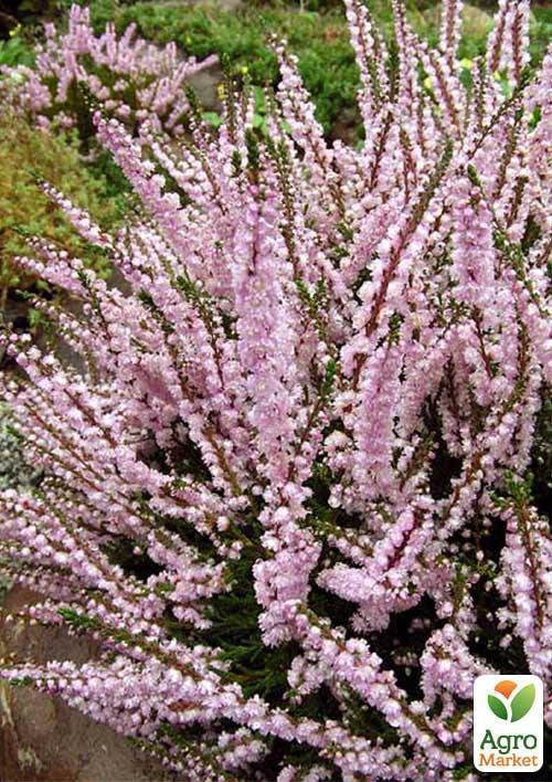 Вереск вечнозеленый "Libra" - фото 6