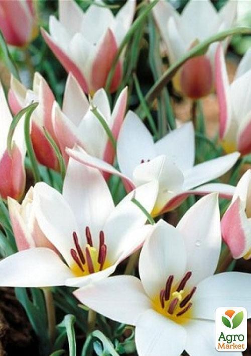 Тюльпан "Lady Jane" (размер 6/7 ) 3шт в упаковке