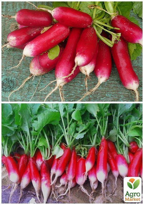 На вагу Редис "Французький сніданок" ТМ "Весна" ціна за 10г - фото 4