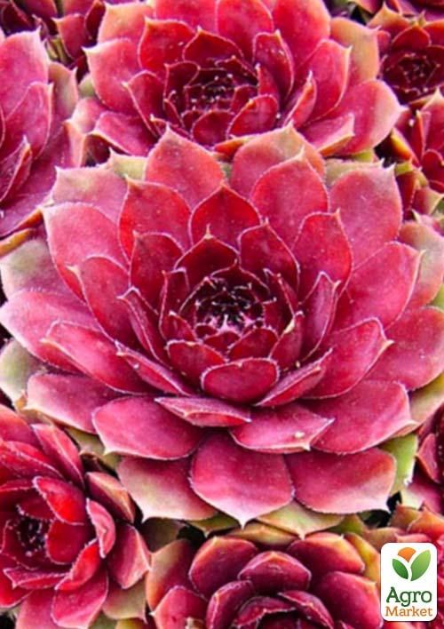 Молодило гигантское "Andromeda"