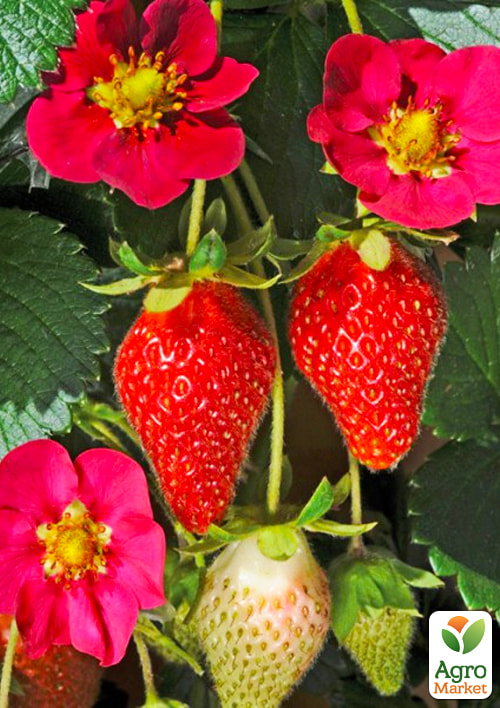 LMTD Клубника ремонтантная "Toscana" (горшечное, длительное плодоношение)  - фото 3
