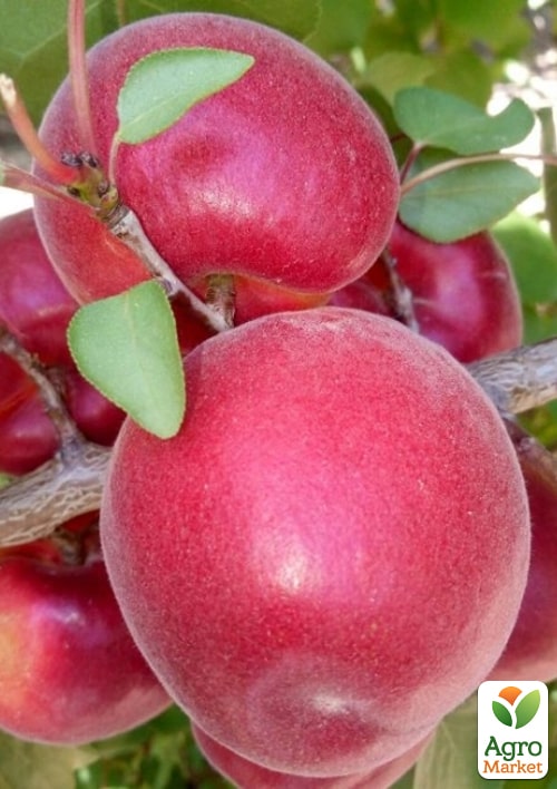 Абрикос "Фуего" (великоплідний, ранній термін дозрівання)