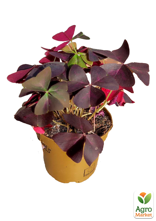 LMTD Оксалис (кислица) "Triangularis" высота растения 10-15см - фото 5