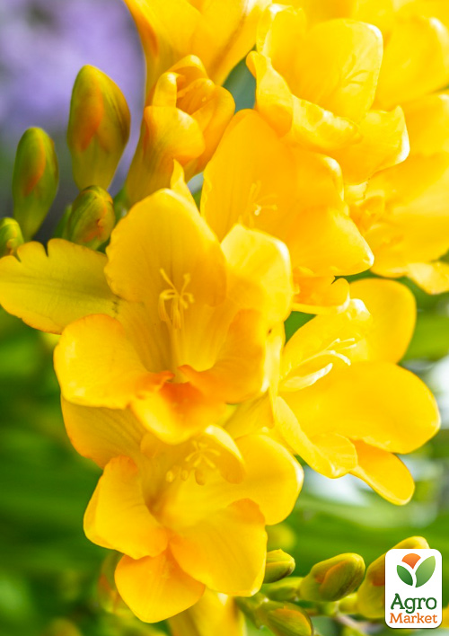 Фрезия простая "Yellow" 5шт в упаковке