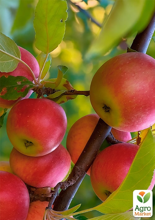 Яблоня "Эмбасси" (зимний сорт, поздний срок созревания) - фото 4