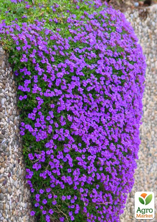 Обриета "Purple Cascade " (контейнер Р9)