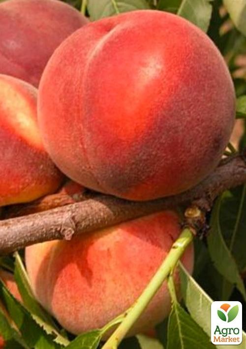 Персик "Інка" 3-х річний (великоплідний, пізній термін дозрівання)
