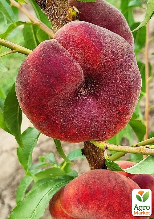 Инжирный персик "Плейн Стар" (инжирный, средне-поздний срок созревания)