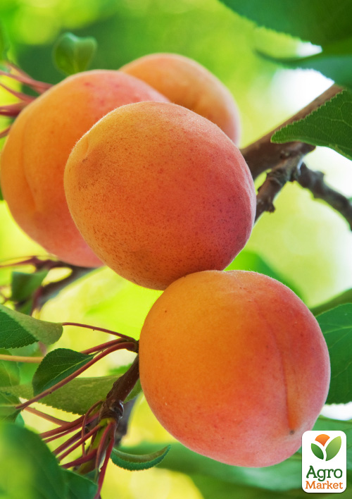 Абрикос "Червонощокий" (літній сорт, ранній термін дозрівання)