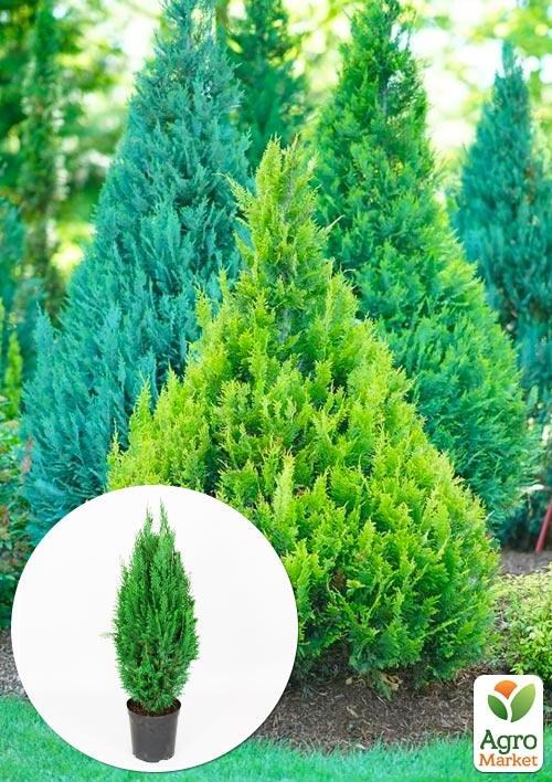 Кипарисовик "Ellwoodii" (Pyramide)  высота 40-50см