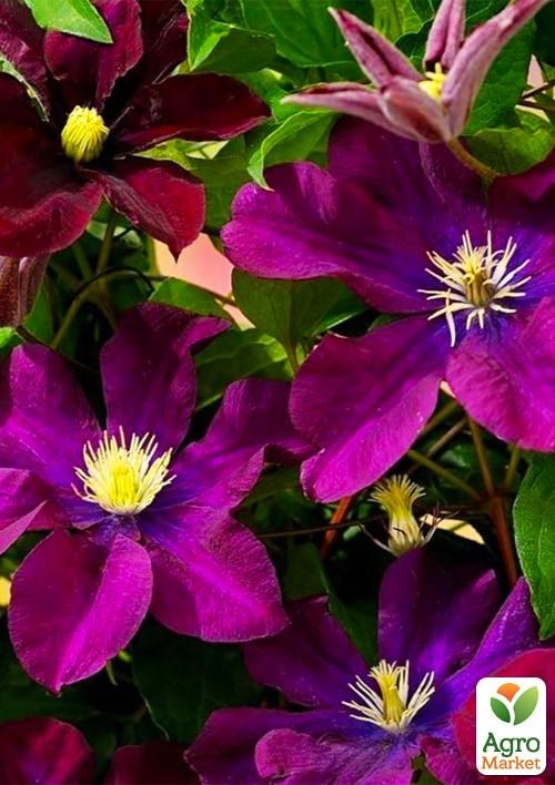 Клематис 3-х річний "The Heroes of Warsaw" С2 - фото 3