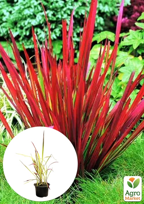 Императа цилиндрическая "Red Baron" вазон С2