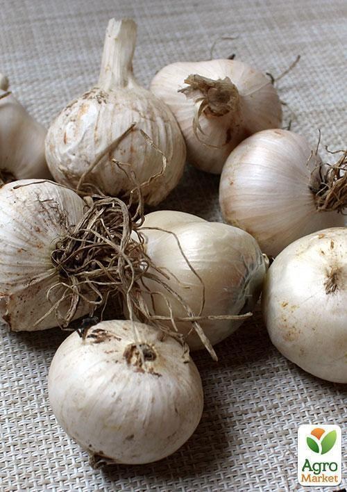 Алліум "Forelock" 1шт (розмір 12/14 великий) в упаковці - фото 2