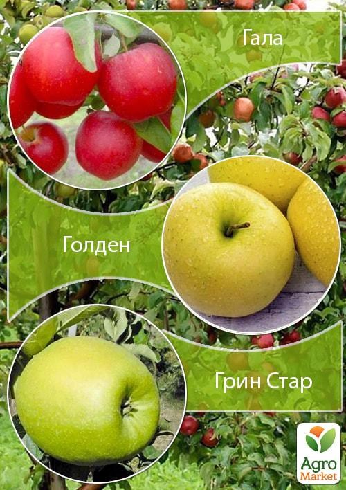 Дерево-сад Яблоня "Слава Победителям+Грин Стар+Голден" 