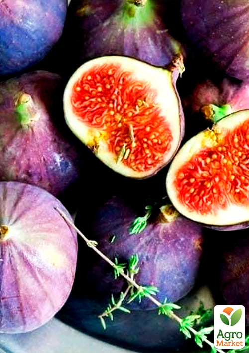 Інжир "Київський Великоплідний" - фото 4