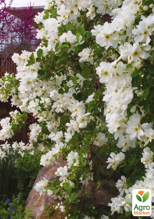 Екзохорда "Magical Springtime" (горщик Р9)