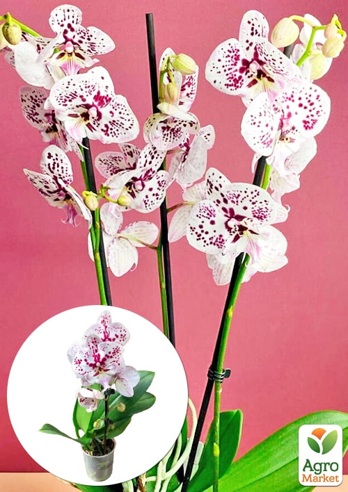 Орхідея (Phalaenopsis) "Cascad Leo" висота 35-45см