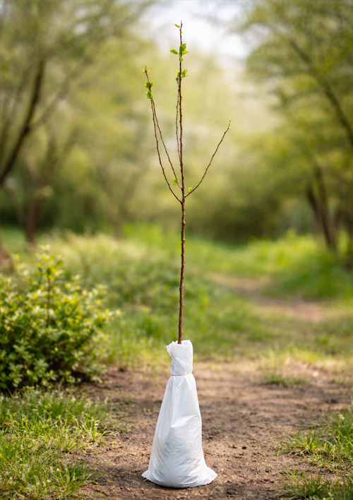 Эксклюзив! Абрикос "Бергаруж" (Bergarouge) (крупноплодный, средний срок созревания) - фото 5