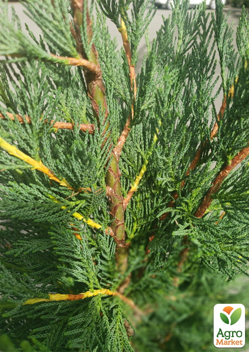 Купрессоципарис Лейланда «Green Rocket» (контейнер Р9) - фото 5