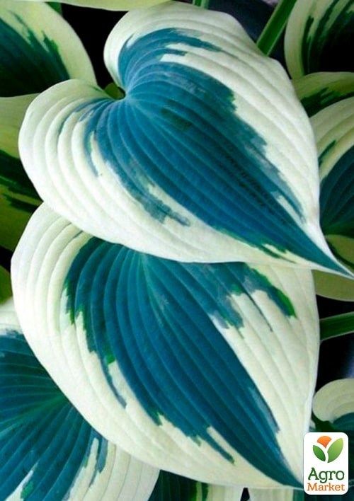 Хоста "Blue Ivory"  - фото 2