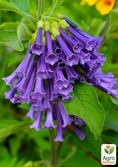 Бругмансия (иохрома) "Deep Blue"