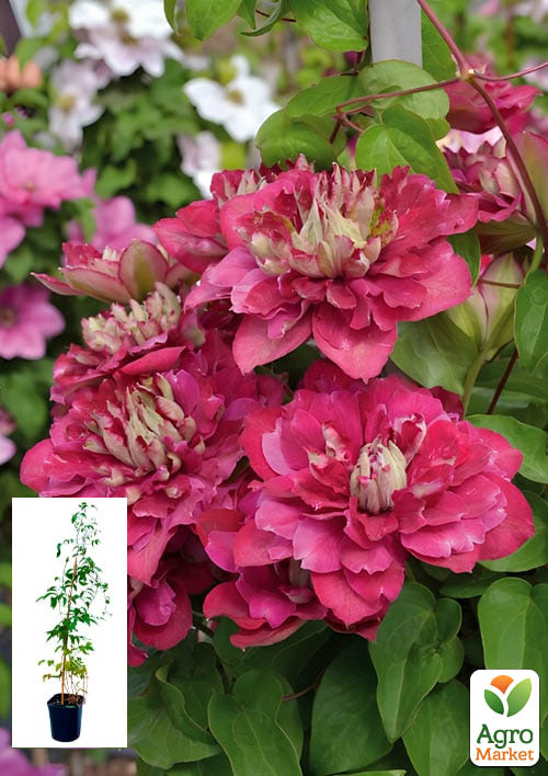 Клематис 2-річний "Hot Kisses" С2