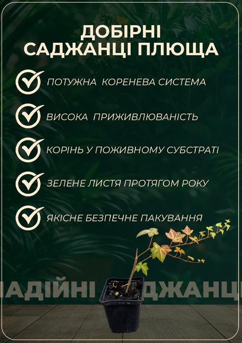 Плющ декоративный "Teardrop" контейнер Р9 - фото 2
