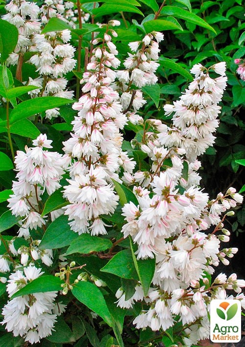 Дейция шершавая "Pride of Rochester"  - фото 2