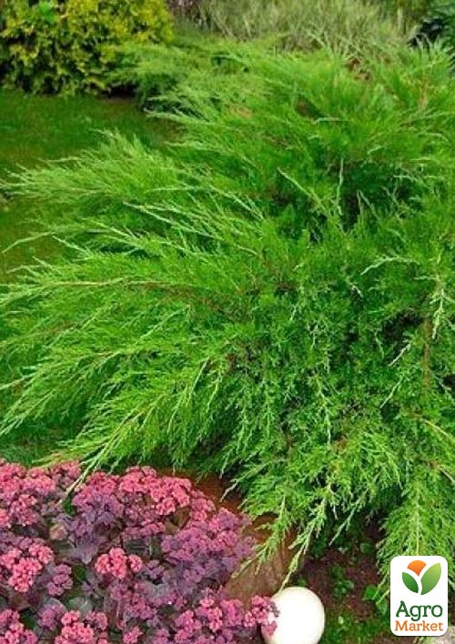 Можжевельник средний "Mint Julep" (контейнер Р9, высота 10-12 см)