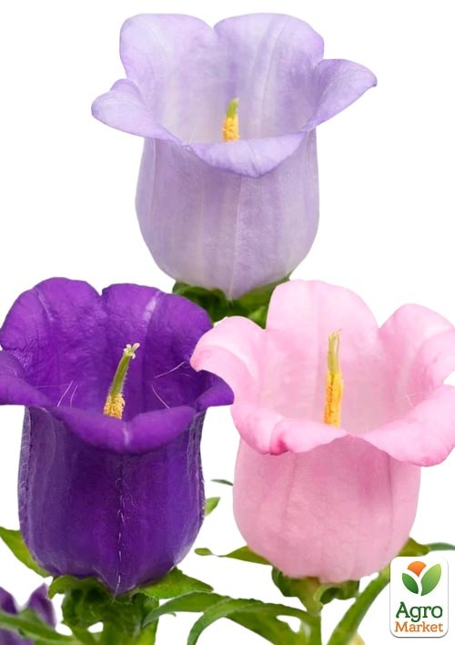 Колокольчик средний "Рапсодия" ТМ "Vesna Exclusive" 0,3г - фото 2