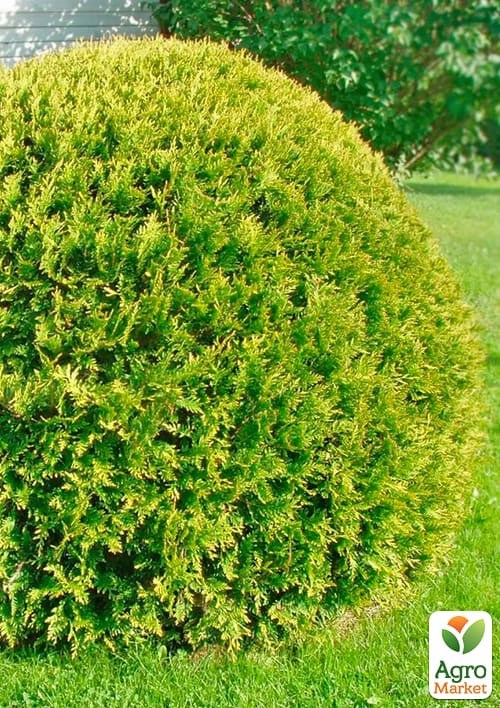 Туя західна "Golden Globe" (ком/сітка) діаметр 60-80 см - фото 4