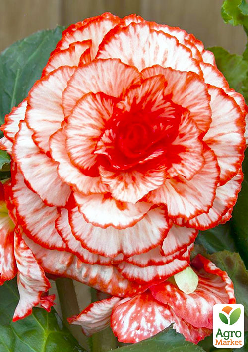 Бегонія "Мармурова" 1шт