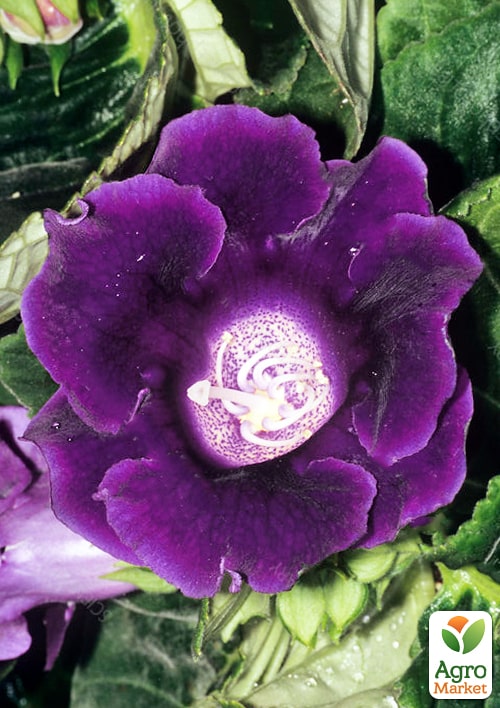 Глоксиния "Sonata Lila" высота 20см - фото 4