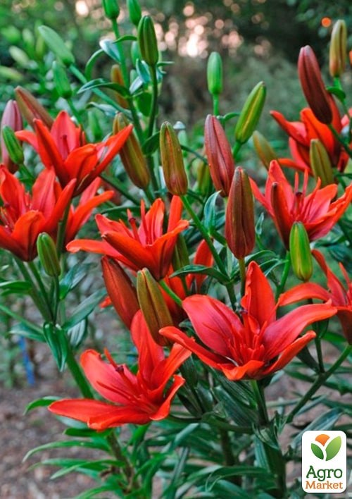 Лілія Махрова "Red Twin" - фото 2