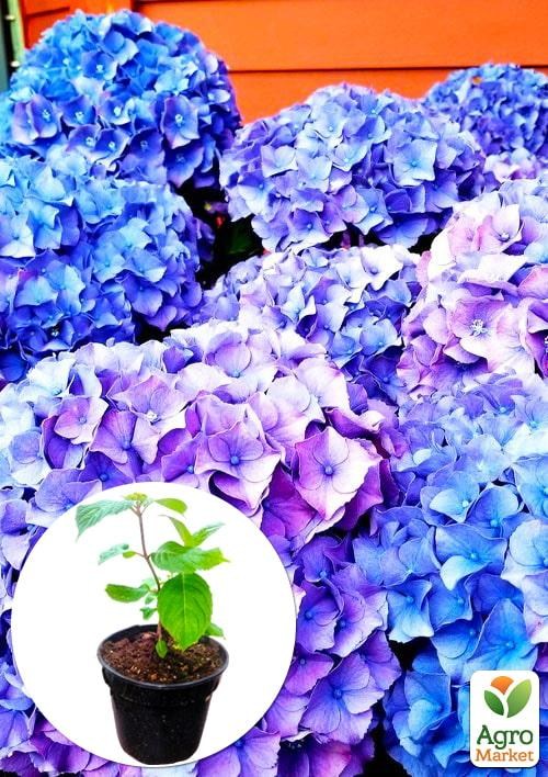 Гортензия ремонтантная крупнолистная 3х летняя "Эльбталь"