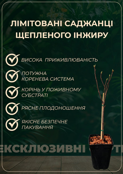 LMTD Інжир 10-річний щеплений "Carica" (висота 150-180см) - фото 4