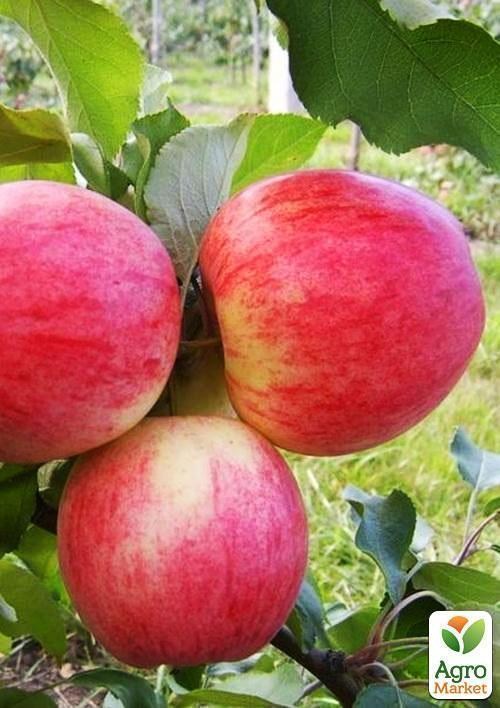 Яблуня Едера полукарлік - фото 3