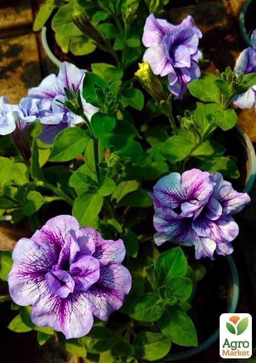 Сурфиния "Double Cascade Lavender" (контейнер № 10, высота 10-15 см) - фото 2